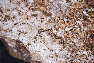 The texture of sandstone in the wild with the remains of shells