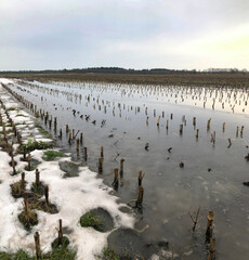 Thaw. Winter at the es of Uffelte. Melting snow. Desolated and muddy cornfield in winter. Flooding.