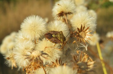 Hieracium flowers in autumn garden, closeup