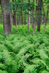 620-36 Zanders Ferns