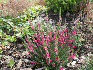 Close up blooming fresh purple pink heather plant on rock garden background, selective focus - obrazy, fototapety, plakaty