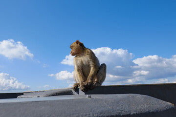 Affen  von Gibraltar monky