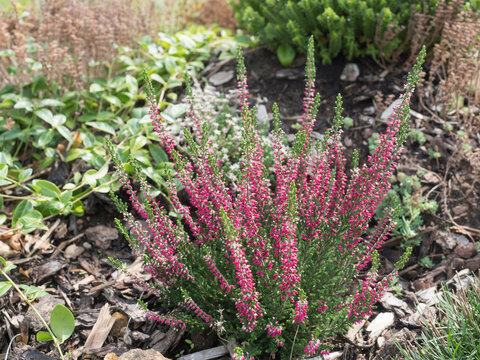 Close up blooming fresh purple pink heather plant on rock garden background, selective focus