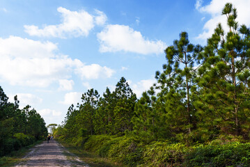 Fototapeta na wymiar Pine tree forest at Phukradueng, Loei province, National park in Thailand.