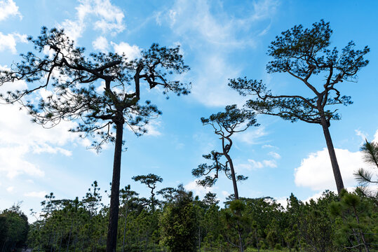 Beautiful pine trees with blue sky and white cloud, over lighting.