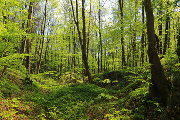 Landscape of Dolina Raclawki - Raclawka Valley, Polish Jura, Poland
