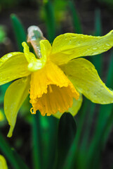 Yellow daffodils. flower blooms in spring in the garden. Yellow flowers at field close up, flower background photography.