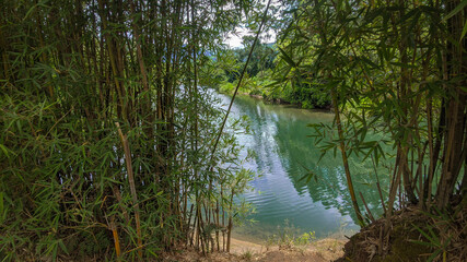 morning in the forest