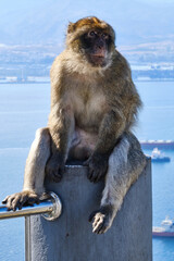 Affen  von Gibraltar