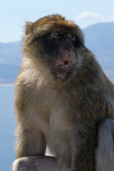 Affen  von Gibraltar
