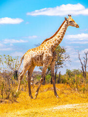 Cute giraffe in african savanna