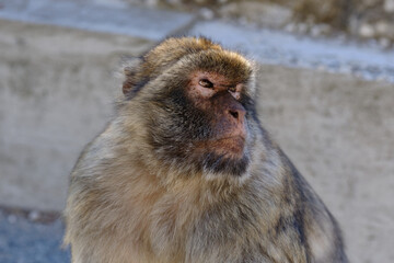 Affen  von Gibraltar