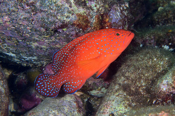 ユカタハタの若魚