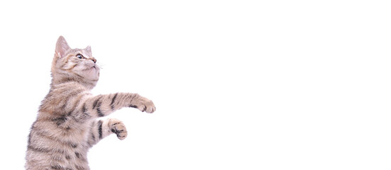Fototapeta premium Cute grey kitten isolated on white background, playing little cat