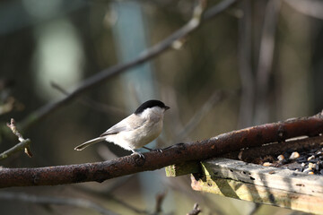 Marsh titmouse sitting on the branch in snowy winter garden