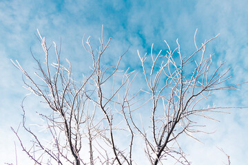 Fototapeta premium Icicles on a fruit tree with beautiful blue sky. Winter concept
