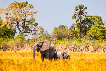 Adult and baby elephant