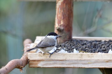 Fototapeta premium Marsh titmouse sitting on a feeder rack with sunflower seeds for feeding in frozen winter