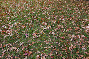 Obraz premium autumn yellow leaves on grass