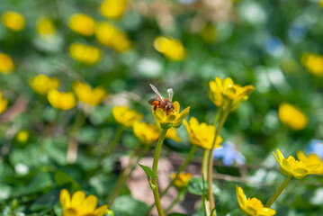 A honey bee pollinates a blooming yellow crocus flower in a spring meadow. First spring flowers close-up. Nature background.