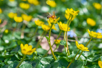 A honey bee pollinates a blooming yellow crocus flower in a spring meadow. First spring flowers close-up. Nature background.