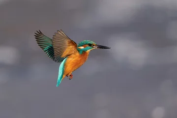 Fotobehang IJsvogel Common kingfisher (Alcedo atthis)  © dennisjacobsen