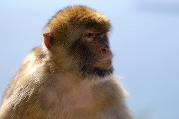 Affen  von Gibraltar