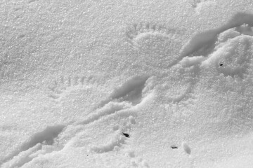 Nahaufnahme von unbekannte Spuren im Schnee