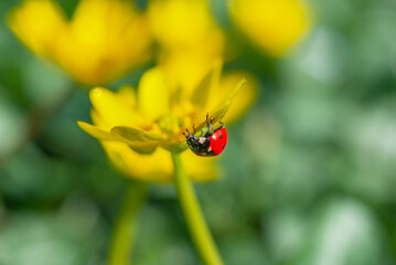Ladybug on the Blooming yellow crocus flower in the spring forest. First spring flowers close-up. Nature background.