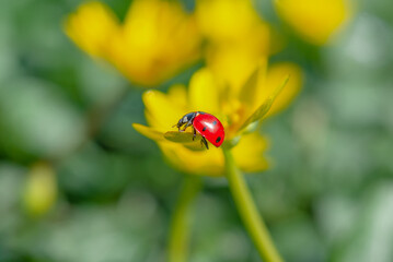 Ladybug on the Blooming yellow crocus flower in the spring forest. First spring flowers close-up. Nature background.