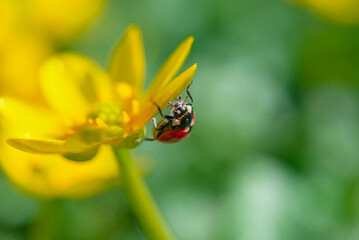 Ladybug on the Blooming yellow crocus flower in the spring forest. First spring flowers close-up. Nature background.