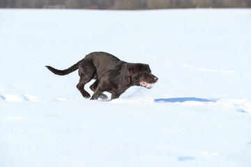Junger brauner Labrador spielt im Schnee