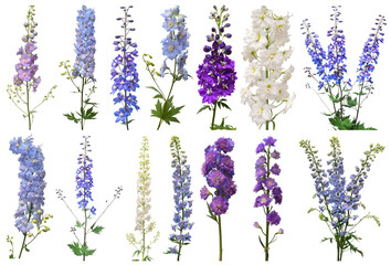 Collection bouquet delphinium flower isolated on white background. Flat lay, top view. Floral pattern, object. Nature concept