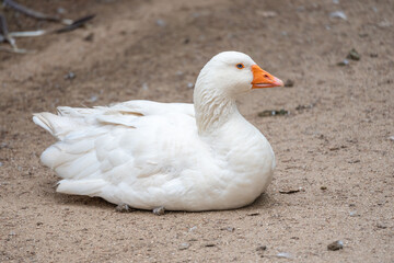 White goose sitting on the ground