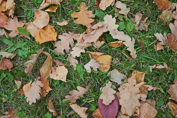 autumn yellow leaves on grass