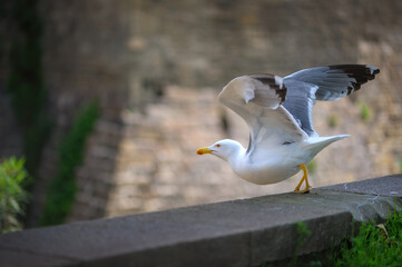 A seagull taking off from a wall.