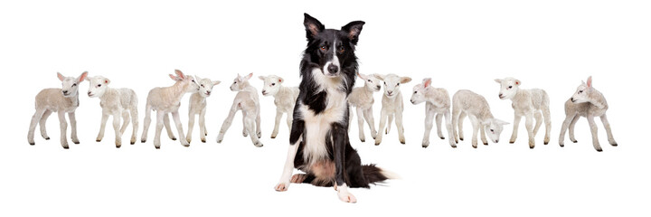 Border collie sheepdog sitting in front of twelve little lambs