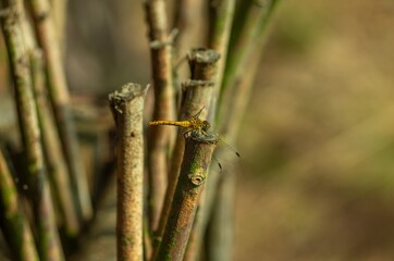 Black-tailed Skimmer (Orthetrum cancellatum, Libellulidae.) dragonfly, famele perching on a wooden pole fence, resting in the sun