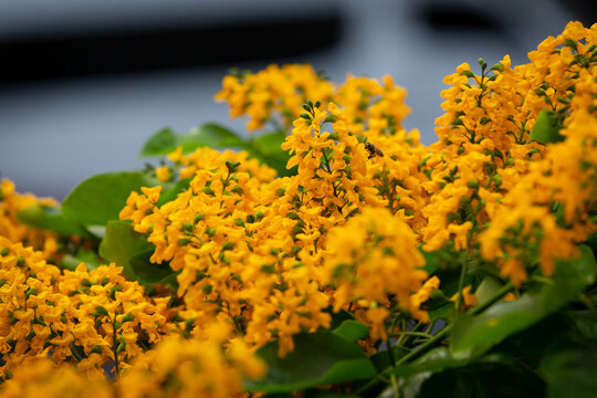 Pterocarpus indicus  yellow flower blooming in summer, in Thailand called Pradoo It is a large deciduous tree.