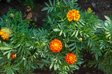 A close up of a flower garden