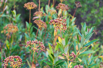 A close up of a flower garden