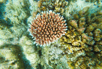 Fototapeta na wymiar Hard coral with multiple brown- reddish branches at the base with white tips.