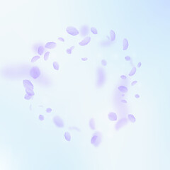 Violet flower petals falling down. Unequaled roman