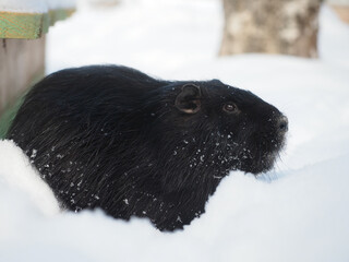 A nutria rodent in a snowdrift. Animal walk in winter