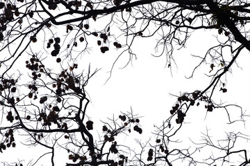 Dead branches isolate on white background. Clipping path.