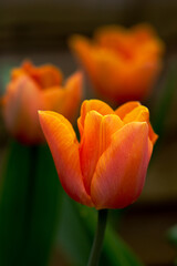 Macro of golden orange tulipa flower in bloom