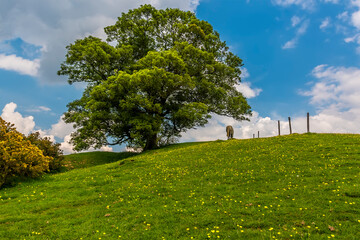 Obraz premium A panorama view of a horse at the top of a buttercup covered hillside close to the village of Gumley near Market Harborough, UK in springtime
