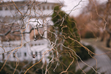spring landscape, branches of blossoming trees, lake on the background