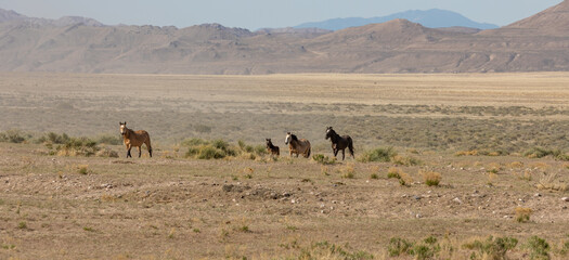 Fototapeta na wymiar Herd of Wild Horses Running in the Utah Desert