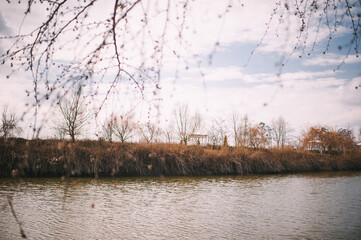 spring landscape, branches of blossoming trees, lake on the background